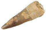 Fossil Spinosaurus Tooth - Real Dinosaur Tooth #368012-1